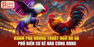 Khám phá những thuật ngữ đá gà phổ biến sư kê nào cũng dùng