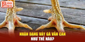 Nhận dạng vảy gà vấn cán như thế nào?