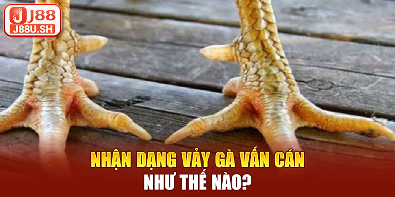 Nhận dạng vảy gà vấn cán như thế nào?