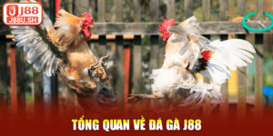 Tổng quan về đá gà J88