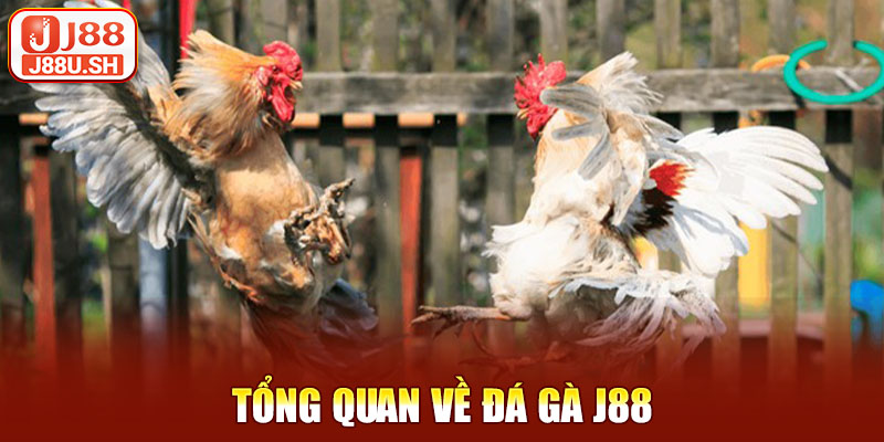 Tổng quan về đá gà J88