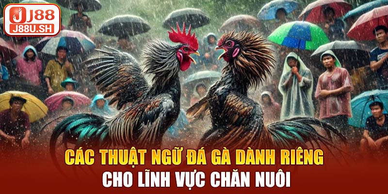 Các thuật ngữ đá gà dành riêng cho lĩnh vực chăn nuôi