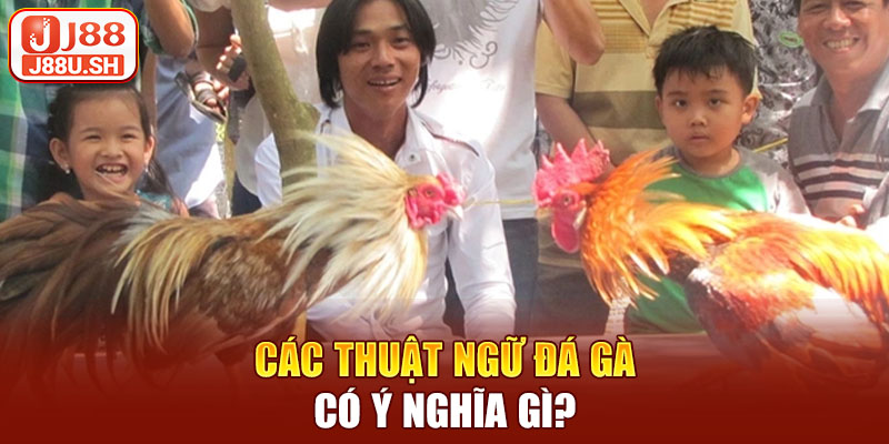 Các thuật ngữ đá gà có ý nghĩa gì?