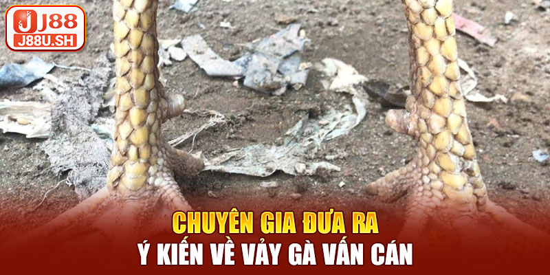 Chuyên gia đưa ra ý kiến về vảy gà vấn cán