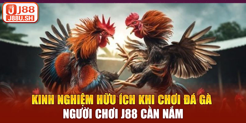 Kinh nghiệm hữu ích khi chơi đá gà người chơi J88 cần nắm