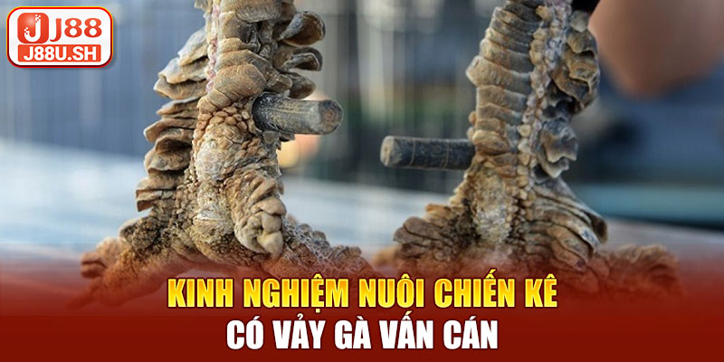 Kinh nghiệm nuôi chiến kê có vảy gà vấn cán