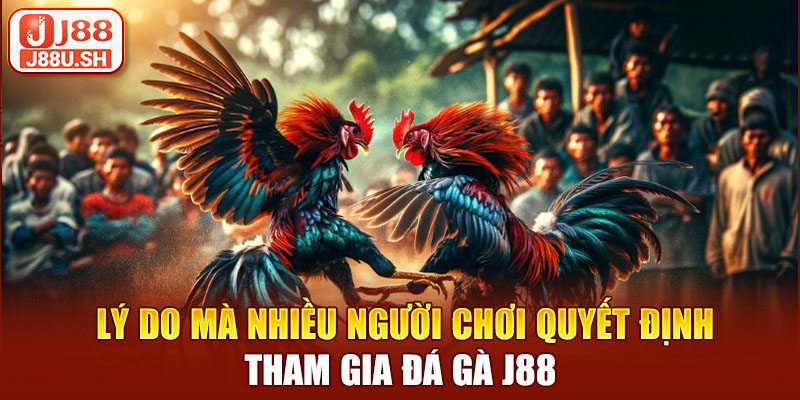 Lý do mà nhiều người chơi quyết định tham gia đá gà J88